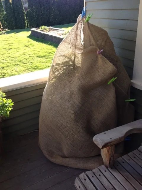 Burlap Tree Wraps,4 Rolls - Image 2